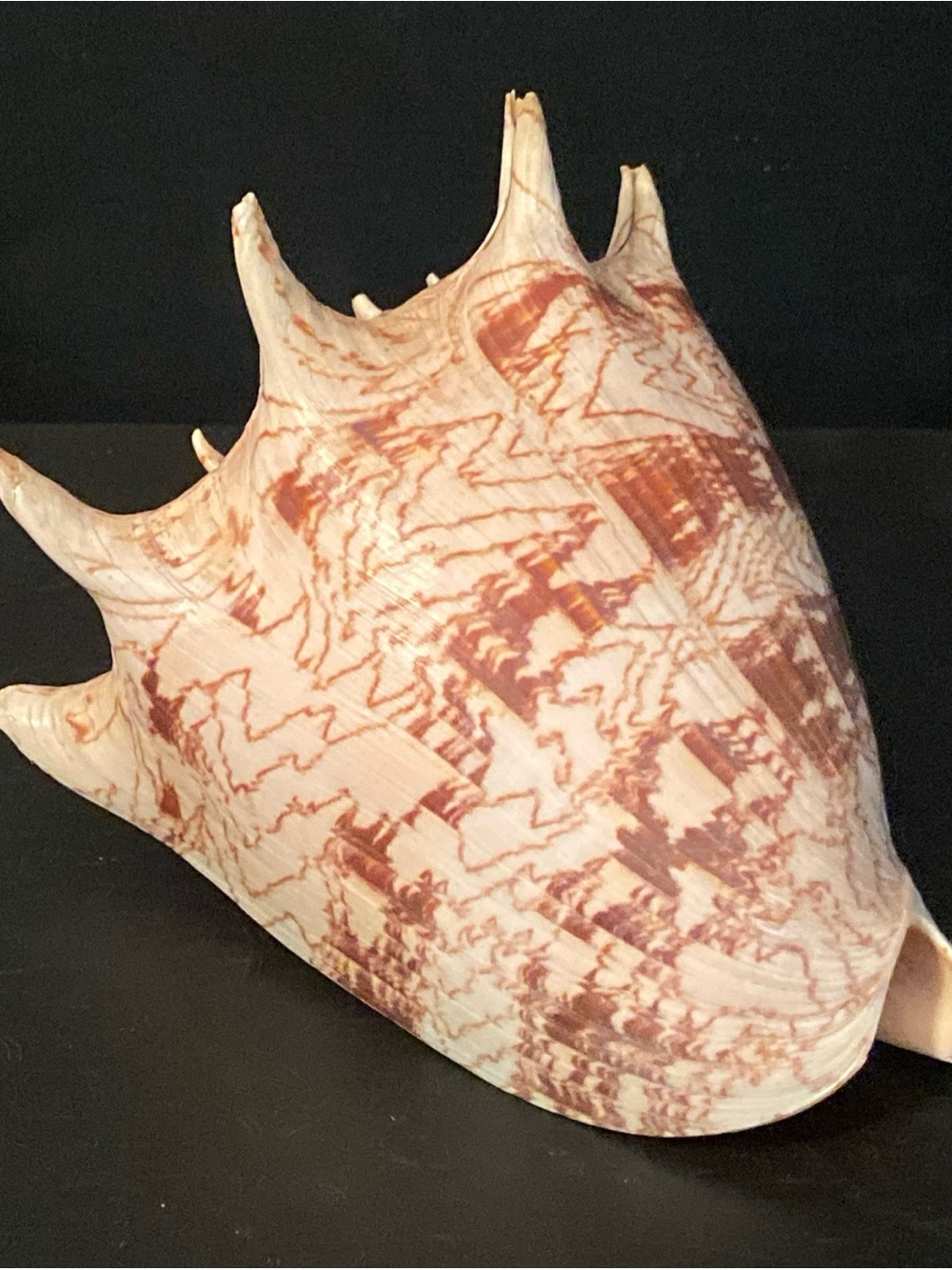 Imperial Volute Cymbiola imperialis Premium Display Seashell Specimen 160 mm